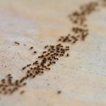 小さい蟻が大量発生する原因？その驚きの理由